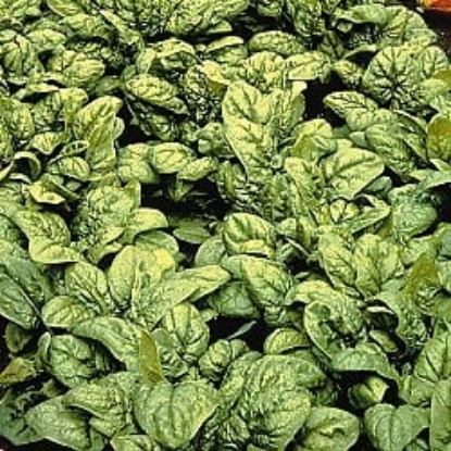 Picture of Spinach Medania
